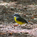 Eastern Yellow Robin