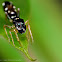 Ant-mimic jumping spider (black)