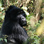 Mountain Gorilla