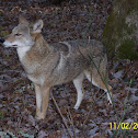Coyote
