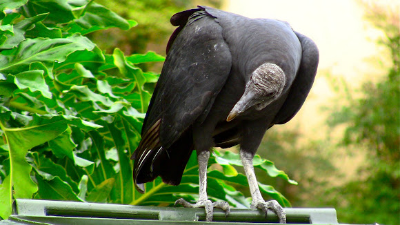 Spotting Image 1