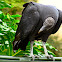 Black Vulture