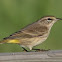 Palm Warbler