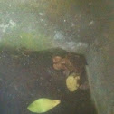 Common toad - rospo comune
