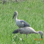 hornbill