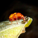 Weevil
