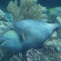 Titan Triggerfish