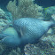 Titan Triggerfish