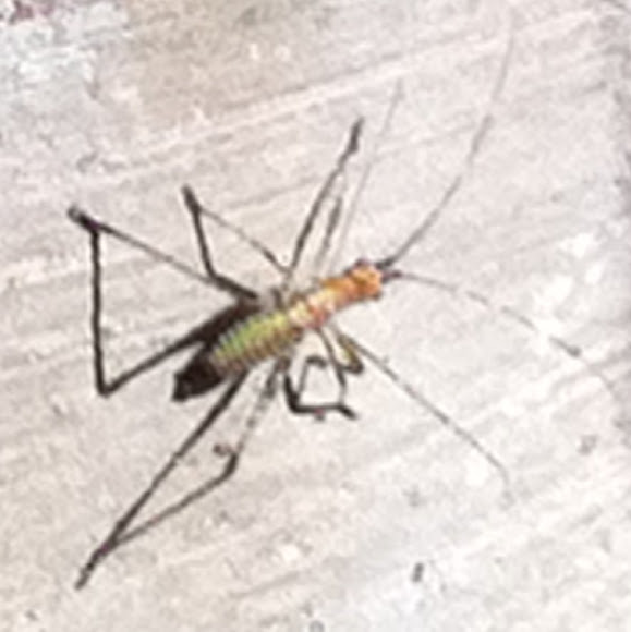 Spotting Image 1