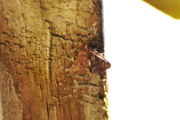 Spotting Image 1