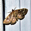 Crowned Phlyctaenia Moth