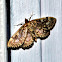 Crowned Phlyctaenia Moth