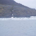 Seals
