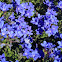Lithodora