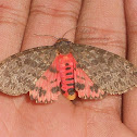 Arctiid moth