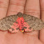 Arctiid moth