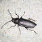 escarabajo gran capricornio