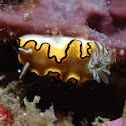 Nudibranch