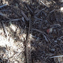 Gopher snake