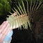 helecho macho;fieito macho;Male Fern