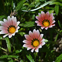 Gazania