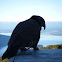 Kea