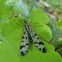 Common scorpionfly