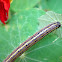 Caterpillar