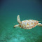 moha bay turtle.jpg