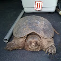 Eastern Snapping Turtle