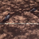 Rock Pigeon