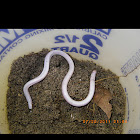 Florida worm lizard