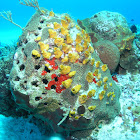 Coral with sponges