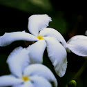 Sampaguita
