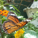 Common Tiger