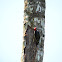 Carpinterito Carinegro- Black-cheeked Woodpecker