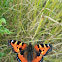 Small Tortoiseshell