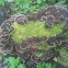 turkey tail fungus