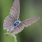 Common Grass Blue