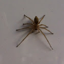 Yellow Sac Spider