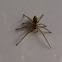 Yellow Sac Spider