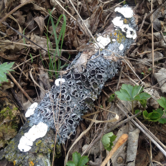 Spotting Image 1