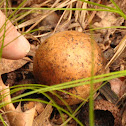 Pear-shaped Puffball