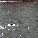 Mallard duck
