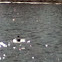 Mallard duck