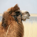 Bactrian Camel