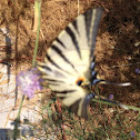 Scarce Swallowtail or Erik kırlangıçkuyruğu