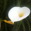 Cana lilly