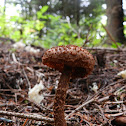 Freckled Dapperling