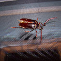 Tile-horned Prionus Beetle